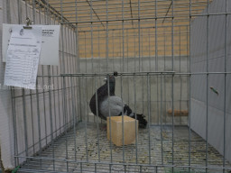 XIV Concurso Exposición de Palomas de Raza en Mula 2024